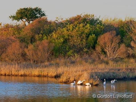 Egrets At Sunrise_29668.jpg - Magic Ridge Bird SanctuaryPhotographed along the Gulf coast near Port Lavaca, Texas, USA.